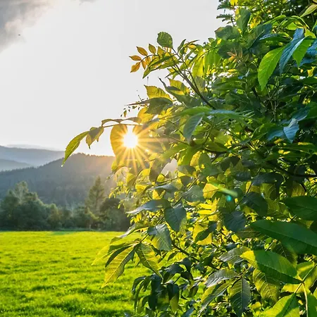 Jasan Brcalnik Železná Ruda